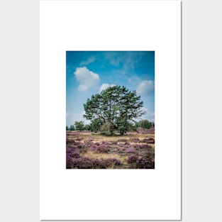 Heathland with trees early in the morning Posters and Art